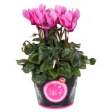 CIKLAMA MIX MORELIPS L11