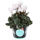 CIKLAMA MIX MORELIPS L11