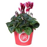 CIKLAMA MIX MORELIPS L11