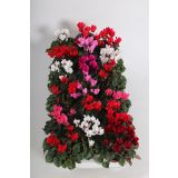 CIKLAMA VERANO L9 CM