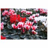 CIKLAMA VOLMARY ANGEL WINGS L11 MINI RED&SNOW