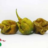 PLODOVKE L'ORTO FRUTTIFERO ČILI 1/1 BIG MUSTARD MAMA L14