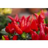 PLODOVKE L'ORTO FRUTTIFERO ČILI 1/1 CORNO DEL DIAVOLO L14