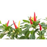 PLODOVKE L'ORTO FRUTTIFERO ČILI 1/1 HOTDAISY L14