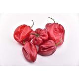 VRTNINA L'ORTO FRUTTIFERO ČILI 1/1 PANAMENO SANTANA L14