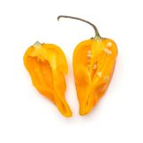 PLODOVKE L'ORTO FRUTTIFERO ČILI 1/1 PICCANTE CORNO COST L14