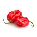 PLODOVKE L'ORTO FRUTTIFERO ČILI 1/1 RED SAVINA L14