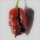 PLODOVKE L'ORTO FRUTTIFERO ČILI 1/1 SEPIA SERPENT L14