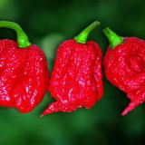 PLODOVKE L'ORTO FRUTTIFERO ČILI 1/1 TRINIDAD DOUGLAS L14