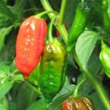 PLODOVKE DOBRO & ZDRAVO ČILI MAGNUM CEPLJEN