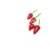 PLODOVKE L'ORTO FRUTTIFERO ČILI RDEČ 1/1 ANDINO L14