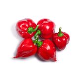 PLODOVKE L'ORTO FRUTTIFERO ČILI RDEČ 1/1 CHUPETINHO ROSSO L14