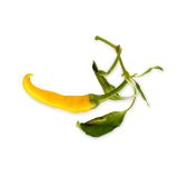 PLODOVKE L'ORTO FRUTTIFERO ČILI RUMEN 1/1 YELLOW CAYENNA L14