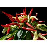 VRTNINA L'ORTO FRUTTIFERO ČILI RUSTICO 1/1 RUSTICO VARIEGATO L14