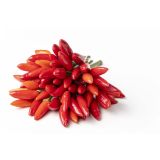 PLODOVKE L'ORTO FRUTTIFERO ČILI TABASCO 1/1 TABASCO CONICO ROSSO L14