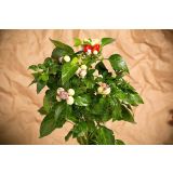 PLODOVKE L'ORTO FRUTTIFERO ČILI VEČBARVNI 1/1 BASSOTTO L14