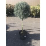 IGLAVEC CIPRESA FASTIGIATA L18 V50