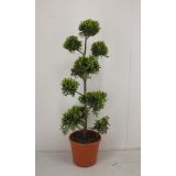 IGLAVEC CIPRESA PON PON L24 V70