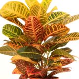 KROTON CODIAEUM VARIEGATUM MIX L13CM VIŠ 35CM