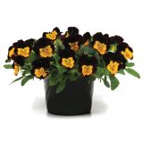 MAČEHA COOL WAVE 12 CM