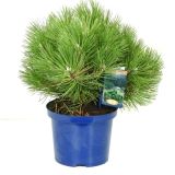 IGLAVEC ČRNI BOR NANA L23