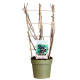 JAGODIČEVJE ČRNI RIBEZ TITANIA L21