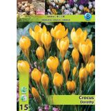 KROKUS DOROTHY 5/7 15 KOS