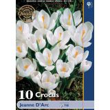 POMLADI CVETOČA ČEBULICA CROCUS JEANNE D'ARC 7/8 10 KOS