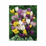KROKUS HOLLAND BULB MARKET LARGE FLOW. MIX 7/8 10KOS