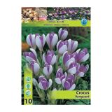 POMLADI CVETOČA ČEBULICA HOLLAND BULB MARKET CROCUS VANGUARD 7/8 10 KOS