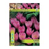 KROKUS HOLLAND BULB MARKET ZONATUS 8/9 10 KOS