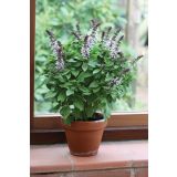 BAZILIKA VOLMARY CVETOČA 12 CM