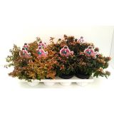 CVETOČA GRMOVNICA ABELIJA MIX L13