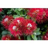 CVETOČA GRMOVNICA BOŽIČNO DREVO