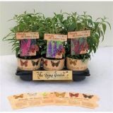 CVETOČA GRMOVNICA DAVIDOV METULJNIK MIX L15