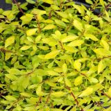 CVETOČA GRMOVNICA ESKALONIJA "GOLDEN CARPET" L17 CM