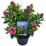 CVETOČA GRMOVNICA ESKALONIJA L19