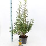 CVETOČA GRMOVNICA FORCIZIJA MIKADO L23