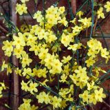 CVETOČA GRMOVNICA GOLOCVETNI JASMIN L2 L