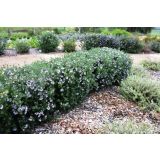 CVETOČA GRMOVNICA GRMOVNICA WESTRINGIA