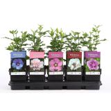 CVETOČA GRMOVNICA HIBISKUS L13CM