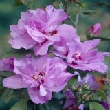 CVETOČA GRMOVNICA HIBISKUS L13CM