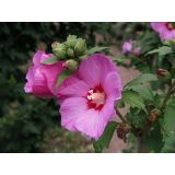 CVETOČA GRMOVNICA HIBISKUS L13CM