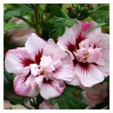 CVETOČA GRMOVNICA HIBISKUS L13CM