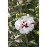 CVETOČA GRMOVNICA HIBISKUS L13CM