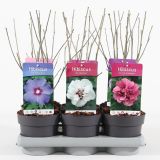 CVETOČA GRMOVNICA HIBISKUS L2 L