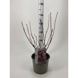 CVETOČA GRMOVNICA KALINOLISTNI POKALEC LADY IN RED L19