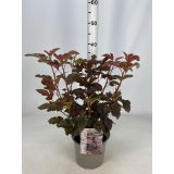 CVETOČA GRMOVNICA KALINOLISTNI POKALEC LADY IN RED L19