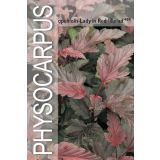 CVETOČA GRMOVNICA KALINOLISTNI POKALEC LADY IN RED L19