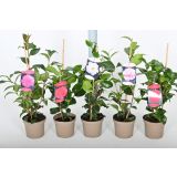 CVETOČA GRMOVNICA KAMELIJA 4 MIX L2 L